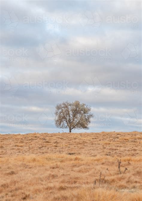 image   lone tree   paddock   cloudy sky austockphoto