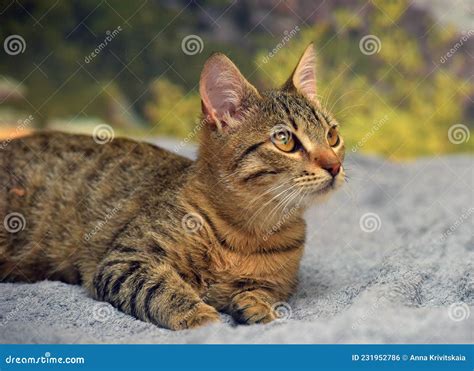 Gato Do Mato Pequeno Gordinho Liso Foto De Stock Imagem De