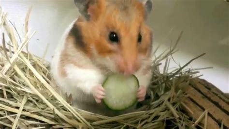 ハムスターにきゅうりを食べさせた Golden Hamster Youtube