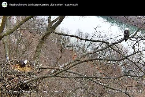 Egg Watch in Progress at Pittsburgh Bald Eagle Nests | Outside My Window