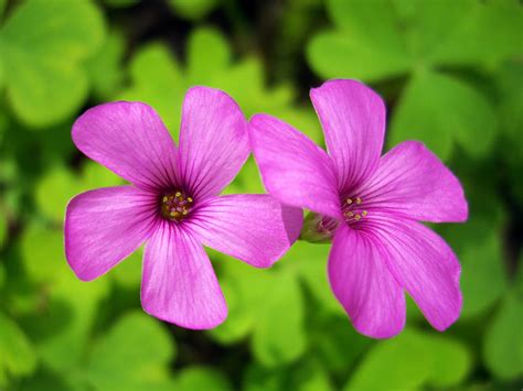 Vinagrillo Rosado Oxalis Articulata Gu A Completa