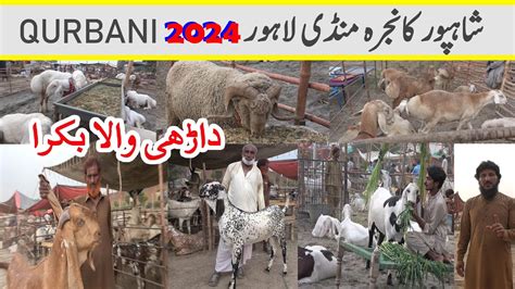 Dahri Wala Bakra Lahore Shahpur Kanjra Mandi Qurbani 2024 YouTube