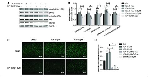 Activation Of Srpk1 Akt Enos Pathway In Huvecs Treated With Ica Ⅱ Download Scientific