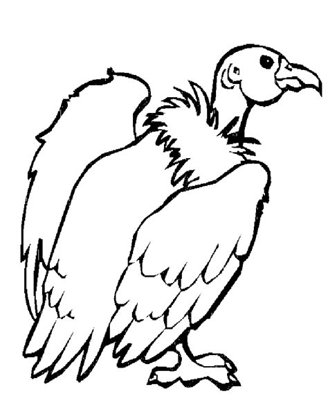 Vulture Coloring Pages - Preschool and Kindergarten | Zoo animal ...