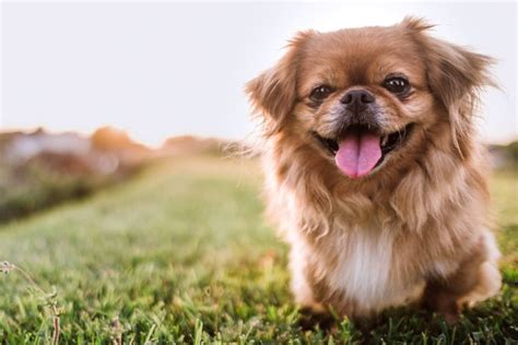 17 Calm Dog Breeds With Easygoing Personalities With Pictures