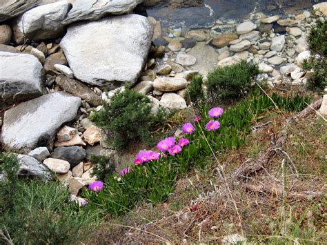 Cliff Side Flowers Thassos Greece Some Plants Can Grow A Flickr