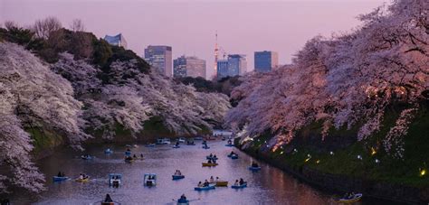 Best cherry blossom spots in Japan | Scandinavian Traveler by SAS