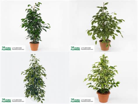 Ficus benjamina — care and cultivation, watering, reproduction | Global Flowers