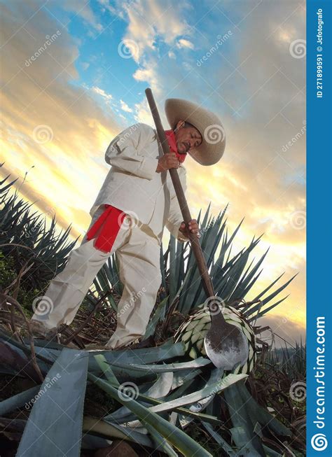 Sky And Clouds With Agave Tree Royalty Free Stock Photography