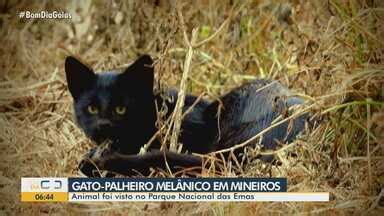 Bom Dia GO Gato palheiro melânico é visto no Parque Nacional das Emas