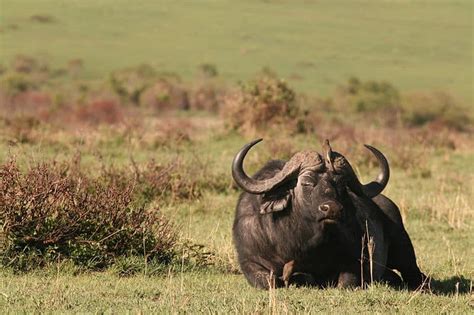 10 Incredible Buffalo Facts A Z Animals