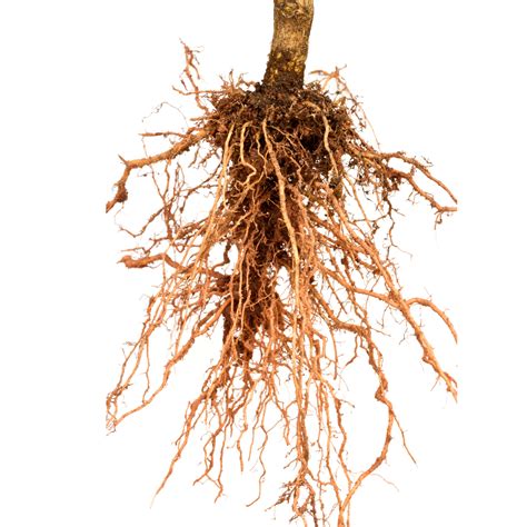 How To Control Root Knot Nematodes In Perth Guildford Garden Centre