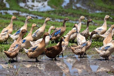 Ternak Bebek Pedaging Peluang Usaha Cara Budidaya And Risiko