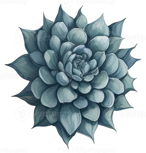 Watercolor Succulent Illustration 24512975 Png