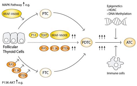 Cancers Free Full Text Molecular Markers Guiding Thyroid Cancer Management