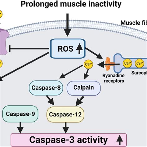 Increased Ros Production In Muscle Fibers Can Activate Caspase 3 Via Download Scientific