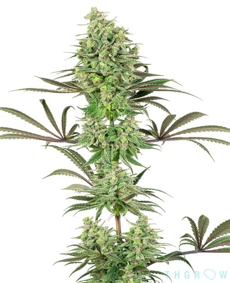 Double Banana Kush Feminizada Renovacion De White Label Thgrow