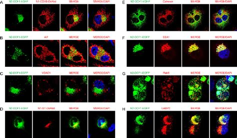 Figure 1 From DCF1 Subcellular Localization And Its Function In