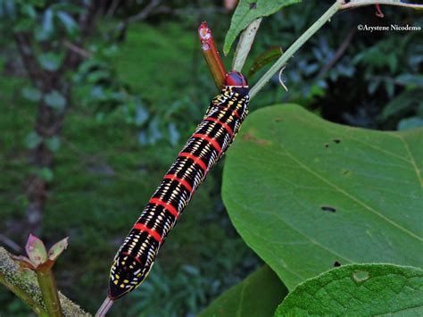 Eumorpha Fasciatus Eumorpha Fasciatus Banded Sphinx Moth Flickr