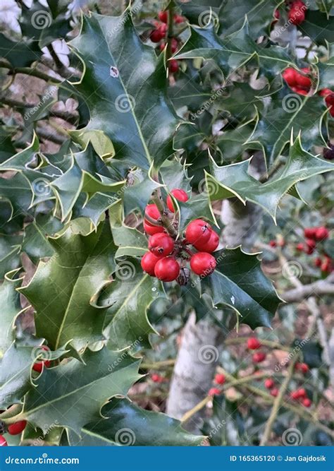 Ilex Aquifolium Holly Common Holly English Holly European Holly Or