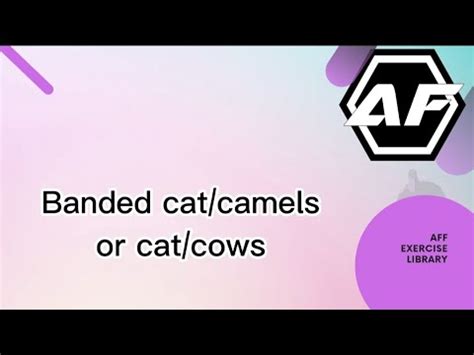 Banded Cat Camels Or Cat Cows YouTube