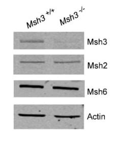 Msh3 SVG A Cell Line Cell Lines Ximbio