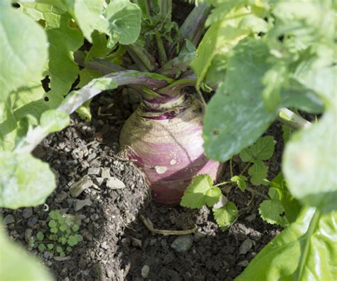 How To Grow Rutabaga Tips For Growing This Underappreciated Sweet And