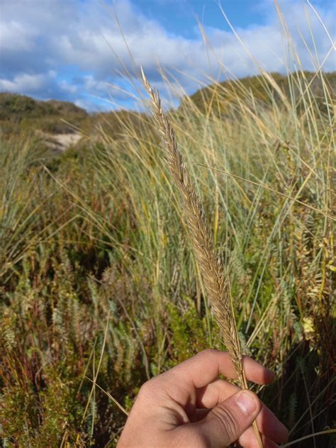 European Marram Grass In June 2023 By Kjell Knable INaturalist