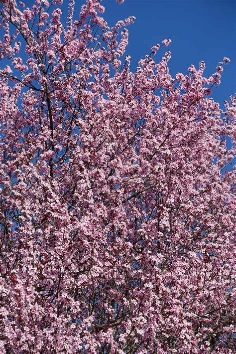 Cherry Blossom Annecy Guilhem Vellut Flickr