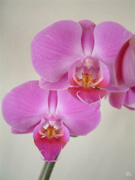 Orchid By Araka13 On Deviantart