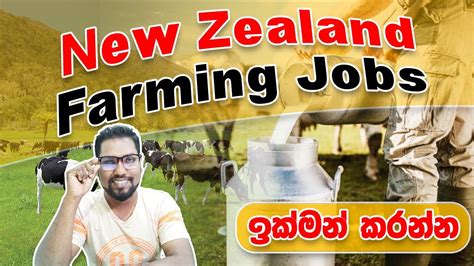 Farm Worker Jobs In Nz New Zealand Job Vacancy Dairy Farming