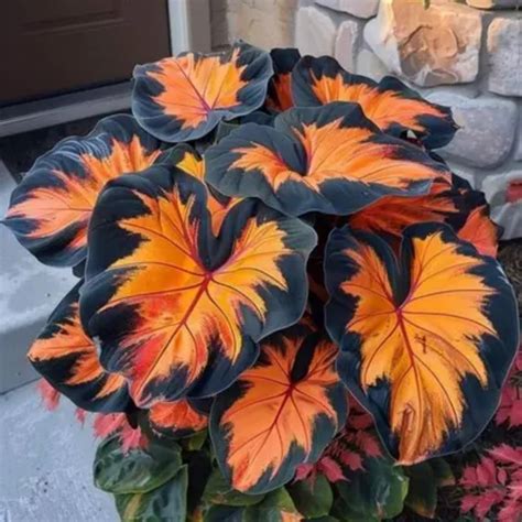 Rich in Colored/Perennial Hostas/Low Maintenance Garden Decoration