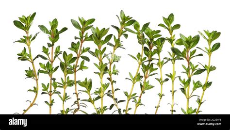 Savory herb plant, isolated Stock Photo - Alamy