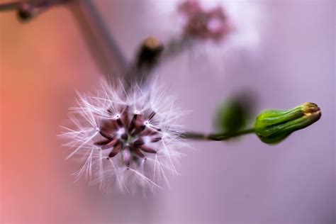 Free Images Branch Blossom Bokeh Leaf Flower Petal Pollen