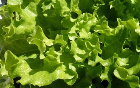 Romaine Lettuce E Coli Outbreak Source Identified As California