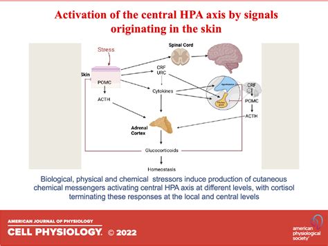 Neuroendocrine Signaling In The Skin With A Special Focus On The