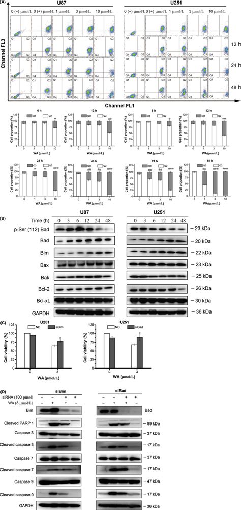 Wa‐induced Apoptosis Of U87 And U251 Cells Partly By Up‐regulating