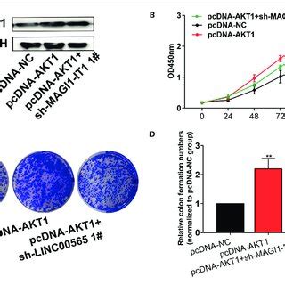 The Overexpression Of AKT1 Partially Reversed The Anti Tumor Effect Of