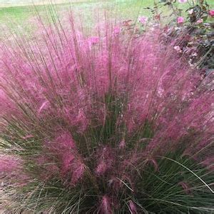 Pack Pink Muhly Muhlenbergia Capillaris Ground Cover Mass Bedding