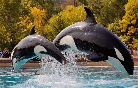 Fascinating Orca Facts Dive Into The World Of Killer Whales