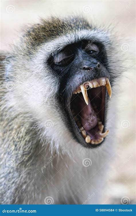 Black Faced Vervet Monkey Baring Its Teeth Stock Photo - Image of african, nature: 58894584