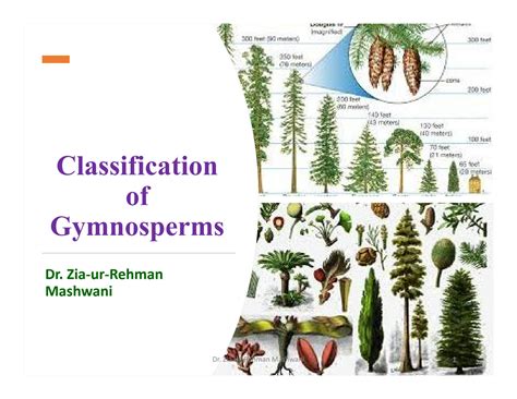 Solution Classification Of Gymnosperms Studypool