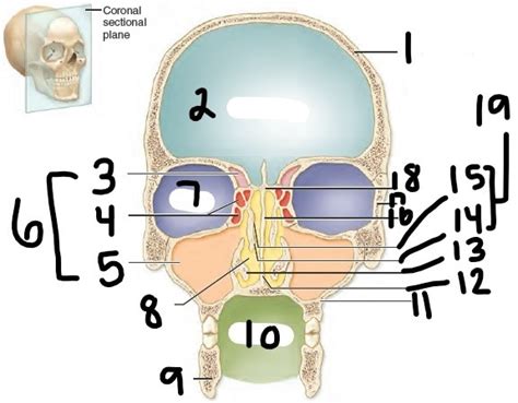 Cranial Cavity Diagram Quizlet