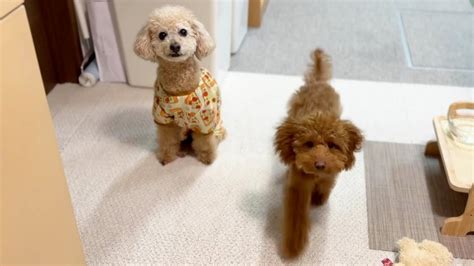 トイプードルの子犬と先住犬が全く仲良くなれませんw Pets Wacoca Japan People Life Style