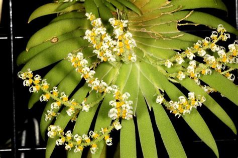 A Green Plant With White Flowers On It S Stem And Some Leaves Around It