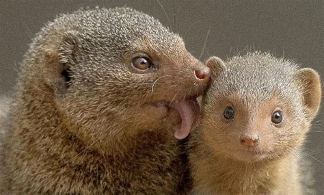 The Pet Mongoose A Detailed Guide To Pros Cons And Care