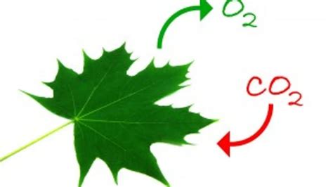 How Plants Get Carbon Dioxide For Photosynthesis