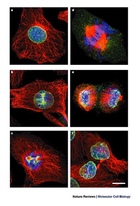 Nuclear Envelope Microtubules And Chromosomes Through The Cell