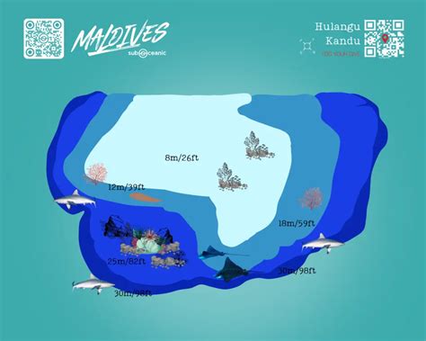 Diving in Maldives: The ultimate guide about Reef, Season & Atolls