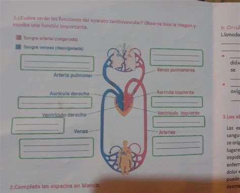 1 Cuáles serán las funciones del aparato cardiovascular Observa bien